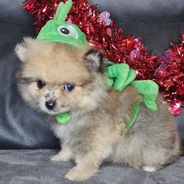 Renesmee - Red sable female Pomeranian puppy in Laredo, Texas from SASH Poms