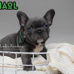 Chaol Westfall - Blue male French Bulldog puppy in Loxahatchee, Florida from Blue Wonder Frenchies