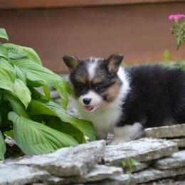 Pembroke Welsh Corgi Puppies from C&G Corgis