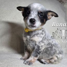 Banana - litter runt - Blue male Australian Cattle Dog puppy in Silsbee, Texas from Rockin ND Ranch