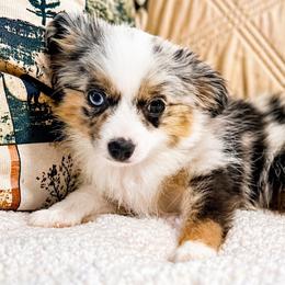 Miniature Australian Shepherds and Toy Australian Shepherds from Dusty Spring Australian Shepherds, LLC