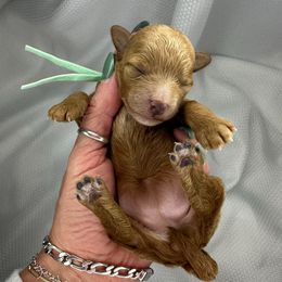 Teal Girl - Red  female Goldendoodle puppy in Hot Springs, Arkansas from Hot Springs Kennels