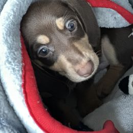 Dachshund Puppies from Kalua's Doxies