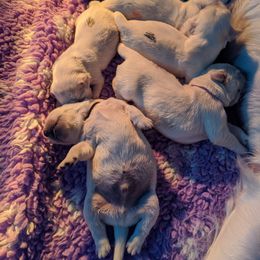 Golden Retriever Puppies from Kayla Prince