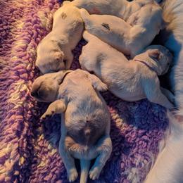 Golden Retriever Puppies from Kayla Prince