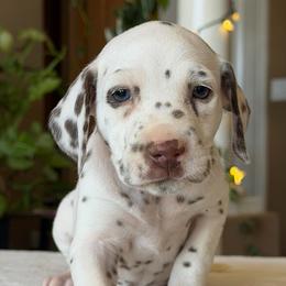 Female 6 - White and liver brown female Dalmatian puppy in Lake Mathews, California from Bully Market