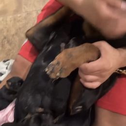 Rottweiler Puppies from GrowlHausRotts