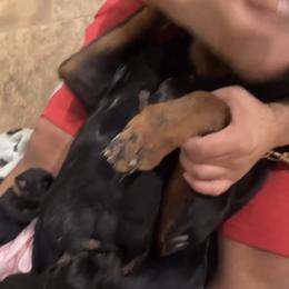 Rottweiler Puppies from GrowlHausRotts