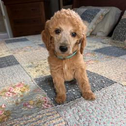 Kit Kat - Apricot male Poodle puppy in St. Johnsbury, Vermont from Poodles of the Northern Woods