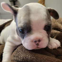 French Bulldogs from Wilkson's French Bulldogs