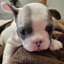 French Bulldogs from Wilkson's French Bulldogs