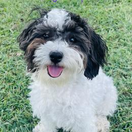 Maltipoo puppies from Bellamy Maltipoos