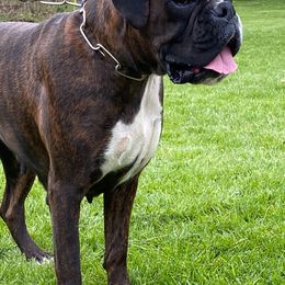 Boxers and French Bulldogs from Galaxy Boxers & French Bulldogs