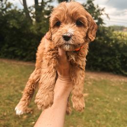 Orange: - Red  male Goldendoodle puppy in Richmond, Kentucky from The Doting Doodle
