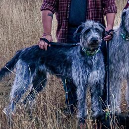 Grainne - Irish Wolfhound