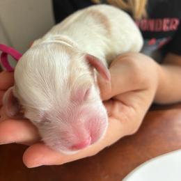 Peach - Red and white female Cockapoo puppy in Adrian, Oregon from ApplebyFarm