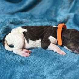 Orange collar female - Tri-color female Bernedoodle puppy in Colorado Spgs, Colorado from Colorado Springs Doodles