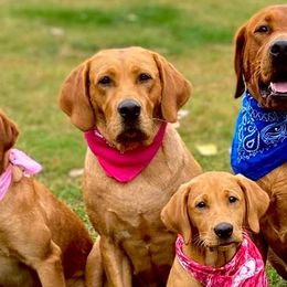 Labrador Retrievers from QuickTriggerKennels