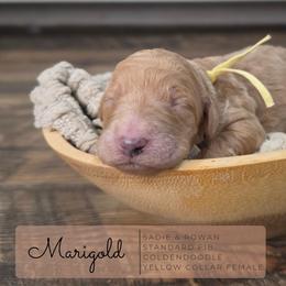 Yellow - Apricot female Goldendoodle puppy in West Chester, Ohio from Doodles of West Chester