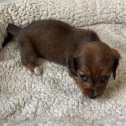 Trizie Mattel - Black and tan female Dachshund puppy in Florence County, South Carolina from Modern Family Standards