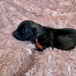 Orange collar - Fawn sable male Shiloh Shepherd puppy in Watchung, New Jersey from Blue Moon Shilohs
