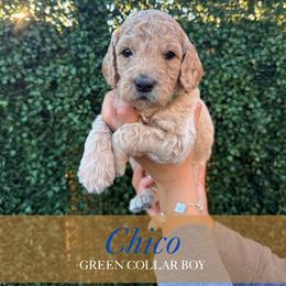 Chico - Apricot male Goldendoodle puppy in Miami, Florida from Kalidoodlee