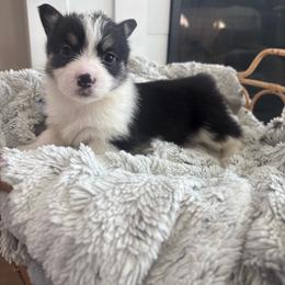 Kiara - Black and tan female Pembroke Welsh Corgi puppy in Washington from KB Corgis