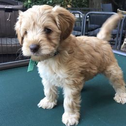Australian Labradoodle Puppies from Golden Gate Australian Labradoodles