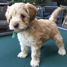 Australian Labradoodle Puppies from Golden Gate Australian Labradoodles