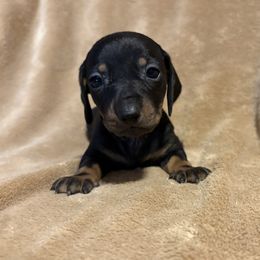 Girl 1 - Black and tan female Dachshund puppy in Yuma, Arizona from M's puppy love