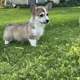 Ivy - Sable female Pembroke Welsh Corgi puppy in Elberta, Utah from 3F Farms- Pembroke Welsh Corgis and Irish Wolfhounds