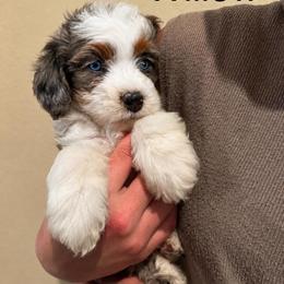 Willow - Merle female Bernedoodle puppy in Churchill County Fallon, Nevada from Card Family Ranch