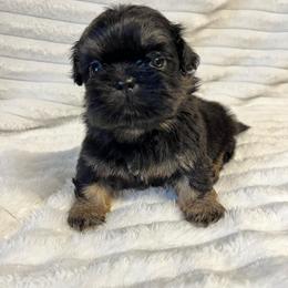 SB Ace - Black and tan male Shih Tzu puppy in Elgin, South Carolina from Silver Bells Paw Prints
