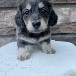Galileo - Blue and cream male Dachshund puppy in Richmond, Virginia from Irresistible Dachshunds