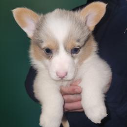 Merle - Blue merle and white male American Corgi puppy in Leighton, Alabama from Bar P Livestock Corgis
