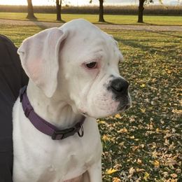 Bella - White female Boxer puppy in Wellsville, Missouri from Casino Boxers