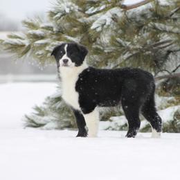 Australian Shepherd Puppies from Frantzick Farm Aussies