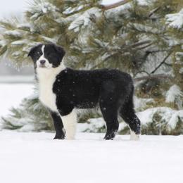 Australian Shepherd Puppies from Frantzick Farm Aussies