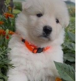 Girl 1 - White female German Shepherd puppy in Valley Springs, South Dakota from Von Pasch German Shepherds