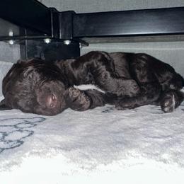 Chewbacca(Chewie) - Brown male Poodle puppy in Prosperity, Pennsylvania from Stelladoodles & Company