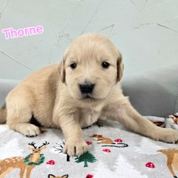 Thorne - Light golden female Golden Retriever puppy in Marietta, Oklahoma from Dogs of Diamond B