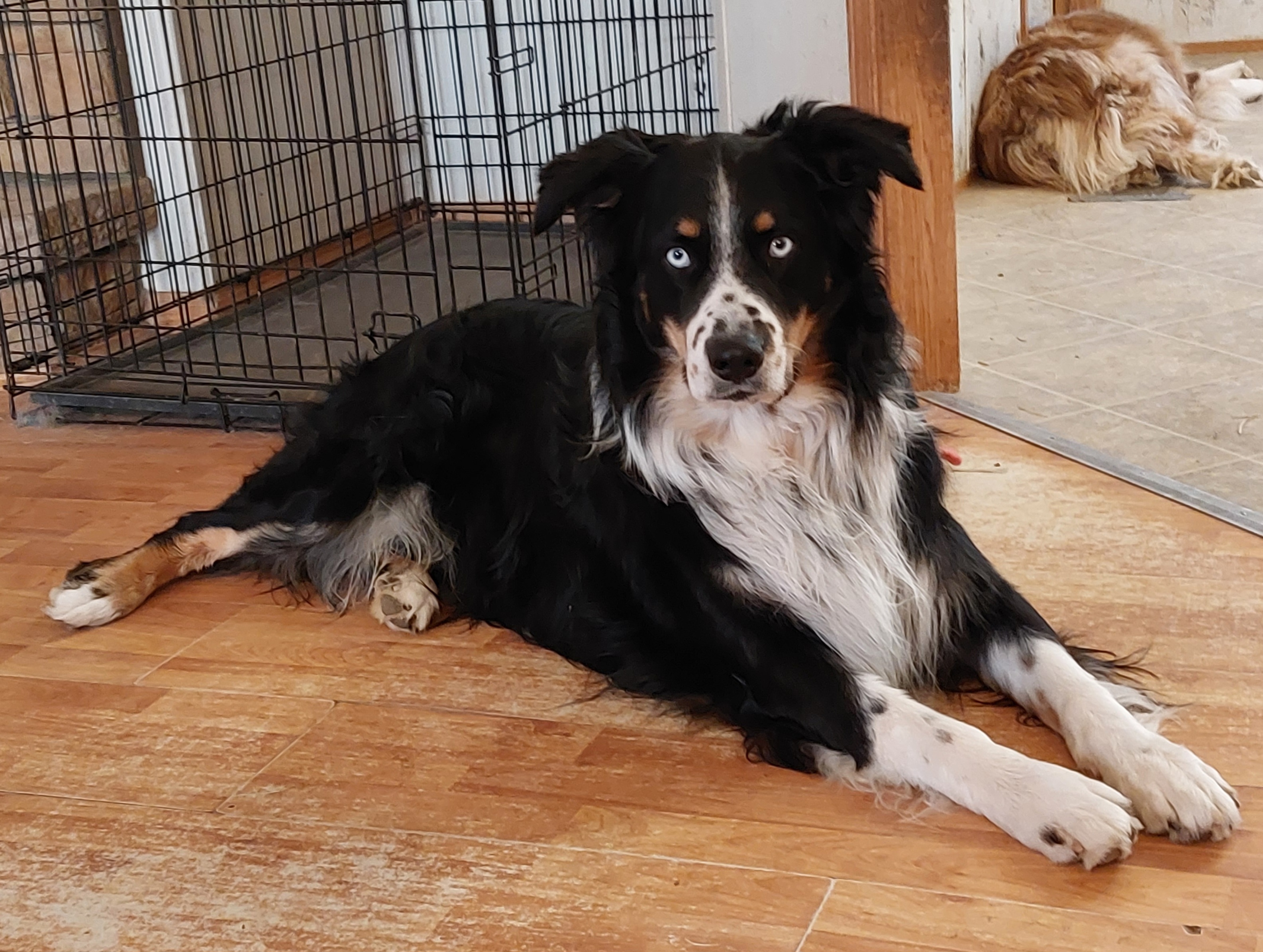 Striker - Australian Shepherd
