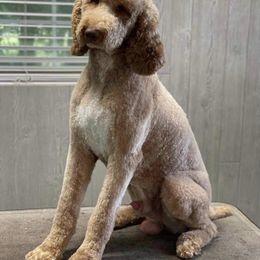 Goldendoodle and Poodle Puppies from CharleighRae Poodles and Doodles
