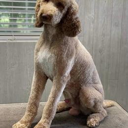 Goldendoodle and Poodle Puppies from CharleighRae Poodles and Doodles