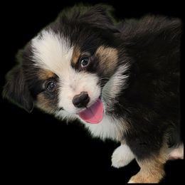 Tim - Black tri male Miniature Australian Shepherd puppy in Snowflake, Arizona from Halfpint Aussies