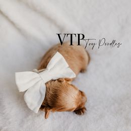 Girl 4 - Red  Poodle puppy in Las Vegas, Nevada from Vegas Toy Poodles