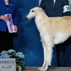 Borzois from BelVento