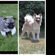 Icelandic Sheepdog All Grown Up from Tri-Star Icelandics