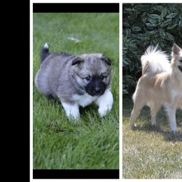 Icelandic Sheepdog All Grown Up from Tri-Star Icelandics