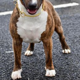Bull Terrier All Grown Up from HP BULL’S